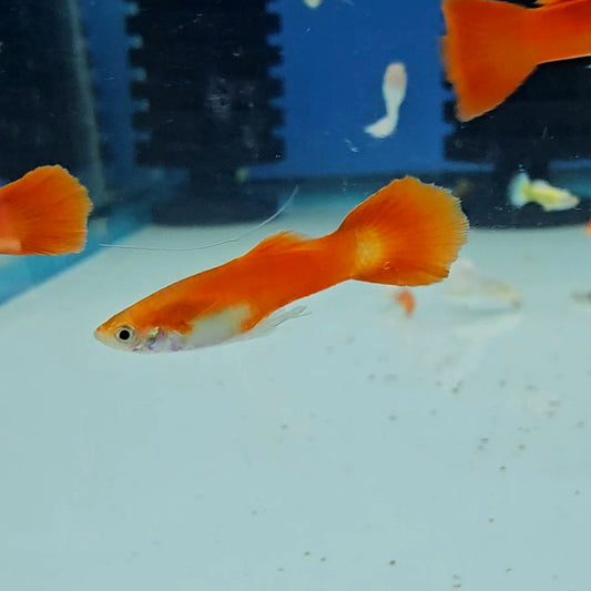 Flamingo Red Guppy
