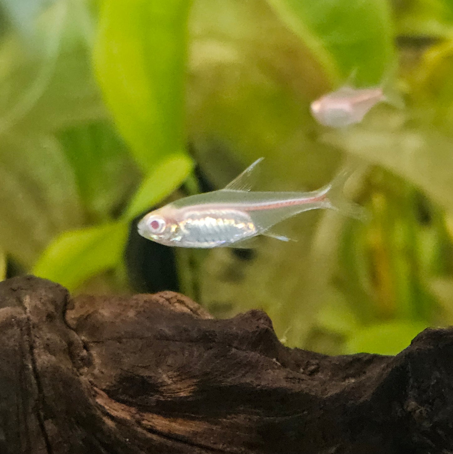 Albino Glowlight Tetra
