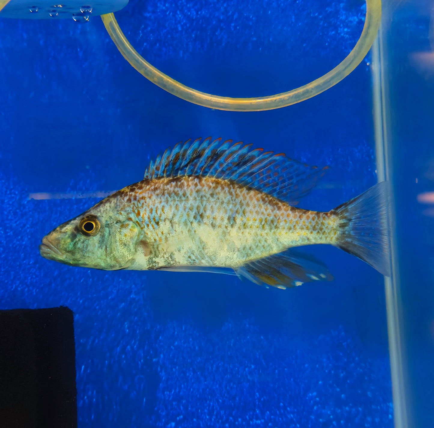 OB Compressiceps Eye Bitter