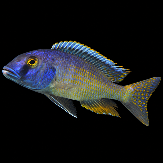 Bucco Spectabilis