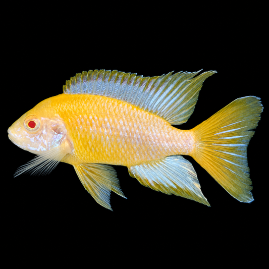 Albino Lwanda